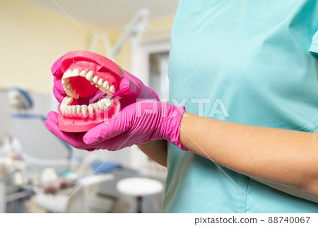 Dentist holding a layout of the human jaw. 88740067