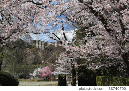 Hokoji Temple and Sakura Hokoji Temple and Sakura 88740700
