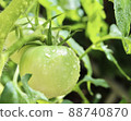 Rainy season tomatoes before coloring 88740870
