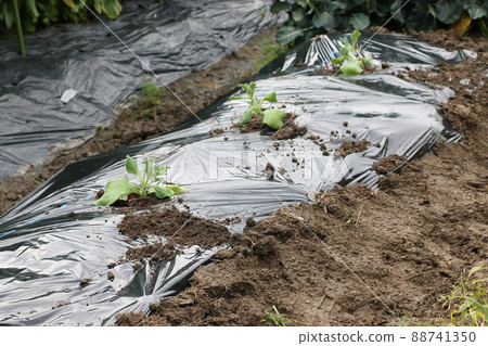 Planting an ice plant Planting an ice plant 88741350