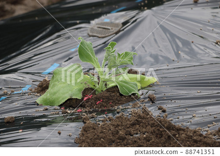 種植冰廠 88741351