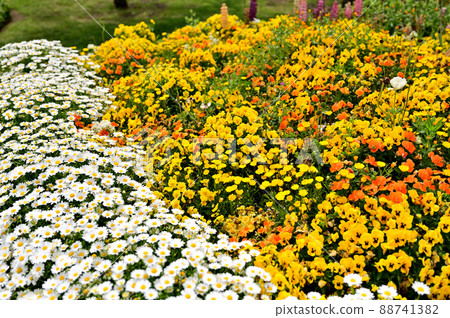 Yokohama Park Spring Flowerbed Yokohama Park Spring Flowerbed 88741382
