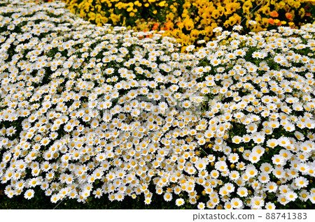 Yokohama Park Spring Flowerbed Yokohama Park Spring Flowerbed 88741383
