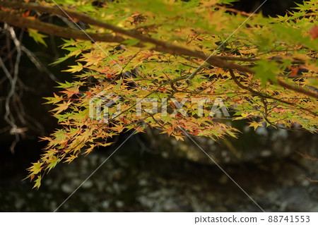 Momiji coloring autumn Momiji coloring autumn 88741553