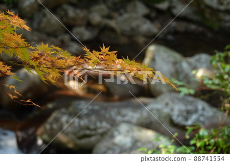 Yellow leaves in the sliding floor natural forest park 88741554