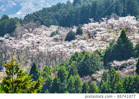 From Mt. Takao, Tokyo, Icchodaira Senbonzakura, Hikagezawa Forest Road 88741877