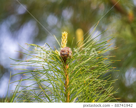 Cedar branches with long fluffy needles with a beautiful blurry background. Cedar branches with fresh shoots in spring. 88741942