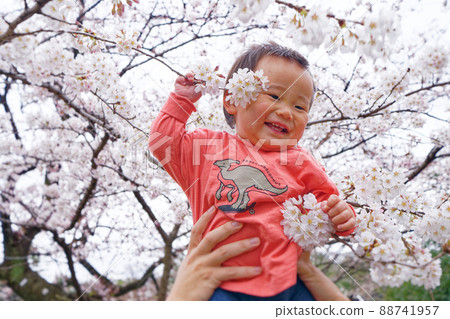 A toddler rejoicing under the cherry blossoms in full bloom 88741957