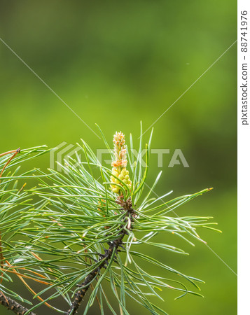 Cedar branches with long fluffy needles with a beautiful blurry background. Cedar branches with fresh shoots in spring. 88741976