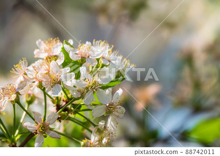 White blossoming apple trees. White apple tree flowers White blossoming apple trees. White apple tree flowers 88742011