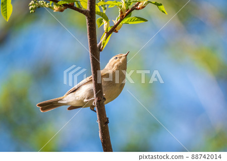 Common chiffchaff, lat. phylloscopus collybita, sitting on branch of bush in spring and looking for food 88742014