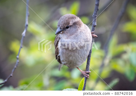 Sparrow sitting on a green branch in spring. Sparrow with playful poise on branch in spring or summer Sparrow sitting on a green branch in spring. Sparrow with playful poise on branch in spring or summer 88742016