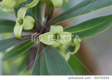 Flower of Onisibari Flower of Onisibari 88742093