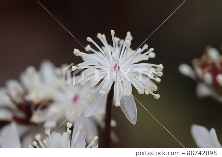 Seri bauren flowers Seri bauren flowers 88742098