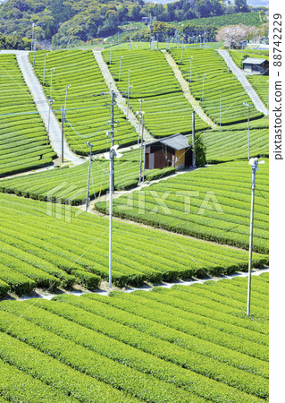 Beautiful Yame Chuo Tea Garden, a tea-producing region that represents Fukuoka Prefecture 88742229