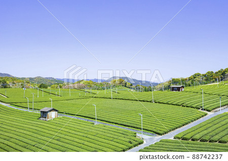Beautiful Yame Chuo Tea Garden, a tea-producing region that represents Fukuoka Prefecture 88742237
