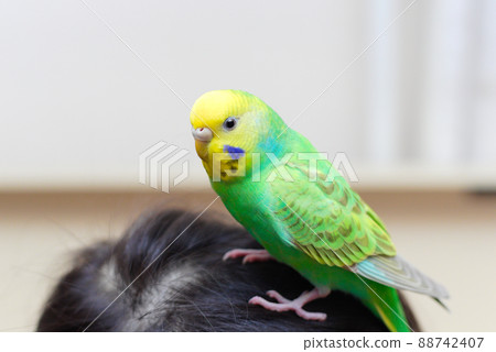 Budgerigar climbing on the head Budgerigar climbing on the head 88742407