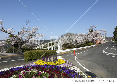 Spring Kamine Leisure Land where cherry blossoms bloom against the blue sky 88742425