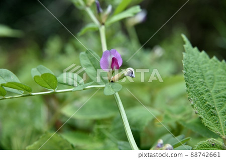 Karasuno peas Karasuno peas 88742661