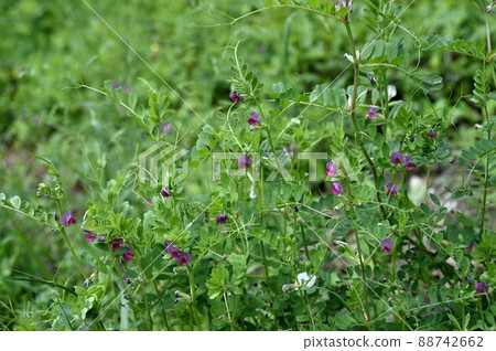 Karasuno peas 88742662