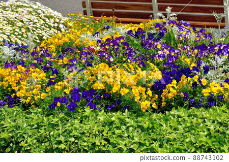 橫濱公園春天花壇 橫濱公園春天花壇 88743102