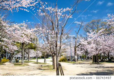 它是羊山公園內的五島電廣場。櫻花盛開，是時候去看櫻花了。請有明亮的氣氛。廣島縣 88743497