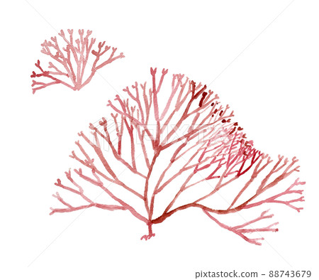 Watercolor illustration of seaweed (fusanori) Watercolor illustration of seaweed (fusanori) 88743679