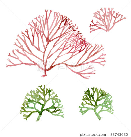 Watercolor illustration of seaweed Watercolor illustration of seaweed 88743680