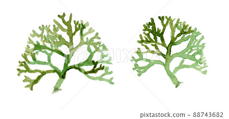 Watercolor illustration of mill (seaweed) Watercolor illustration of mill (seaweed) 88743682