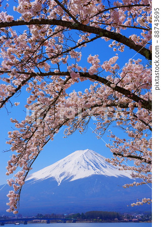 20220412 Sakura and Mt. Fuji on the north shore of Lake Kawaguchi 20220412 Sakura and Mt. Fuji on the north shore of Lake Kawaguchi 88743695