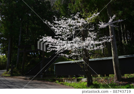 住吉神社前的櫻花<<秦野市>> 88743719
