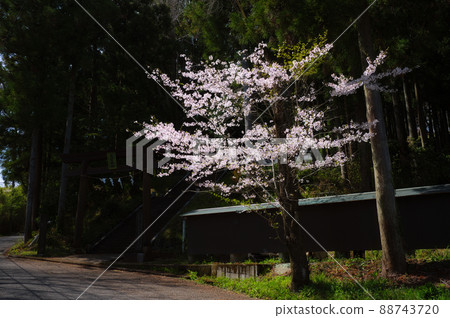 住吉神社前的櫻花<<秦野市>> 住吉神社前的櫻花<<秦野市>> 88743720
