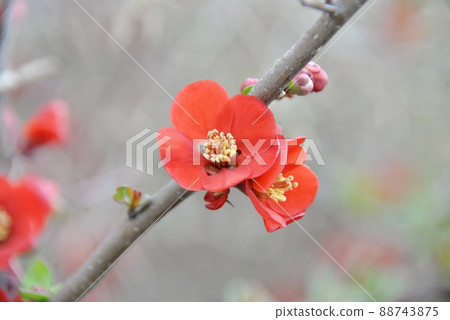木瓜的紅花凋零 木瓜的紅花凋零 88743875