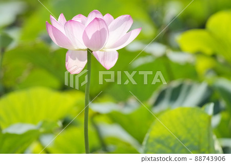 Hass flower. Paradise Jodo. Hass flower. Paradise Jodo. 88743906