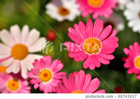 橫濱公園春天花壇 88743917