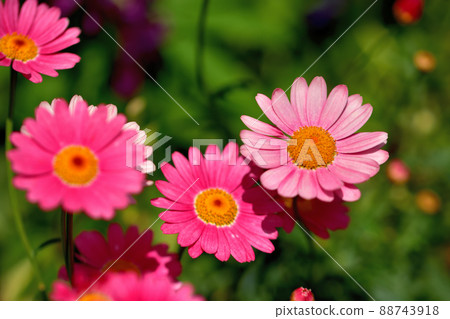 橫濱公園春天花壇 橫濱公園春天花壇 88743918