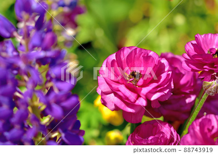 橫濱公園春天花壇 88743919