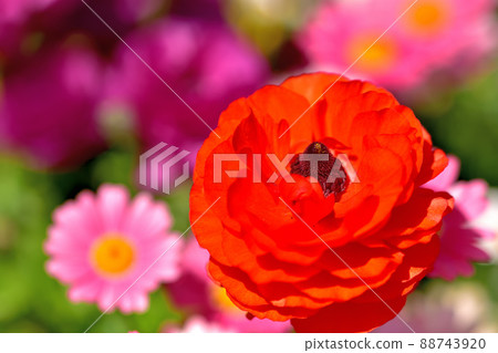 橫濱公園春天花壇 橫濱公園春天花壇 88743920