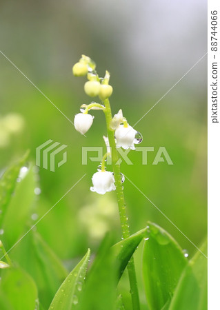 A cute lily of the valley flower with raindrops A cute lily of the valley flower with raindrops 88744066