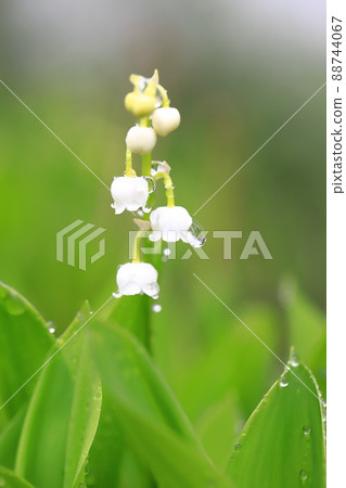 A cute lily of the valley flower with raindrops 88744067