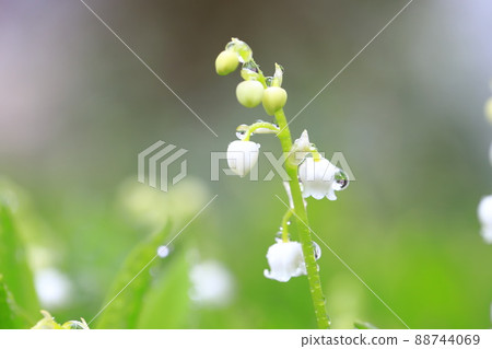 一朵可愛的鈴蘭花,帶雨滴 一朵可愛的鈴蘭花,帶雨滴 88744069