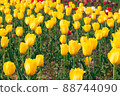 Yellow tulips 88744090