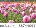 Tulip field 88744091