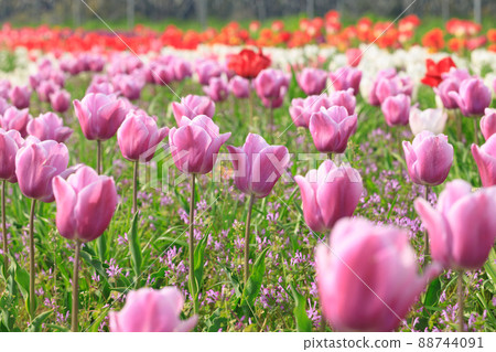 Tulip field 88744091