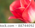 Close to tulips 88744092
