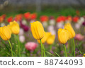 Multicolored tulips 88744093