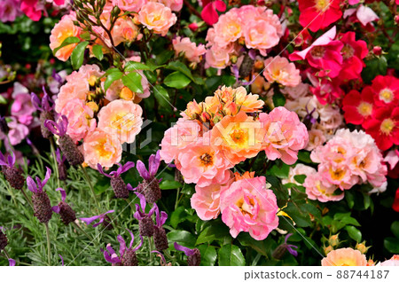 Yokohama Park Spring Flowerbed Yokohama Park Spring Flowerbed 88744187