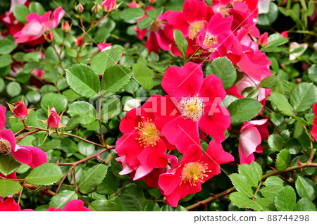 Yokohama Park Spring Flowerbed 88744298