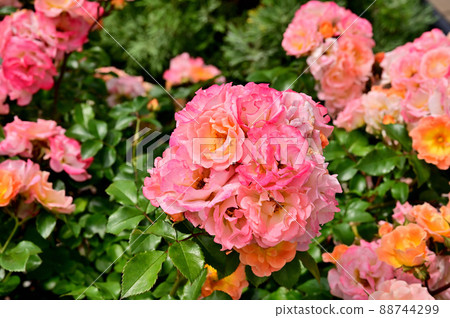 橫濱公園春天花壇 88744299