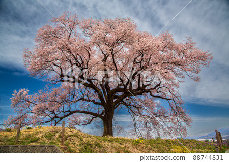 Cherry blossoms in full bloom crocodile mound 88744831